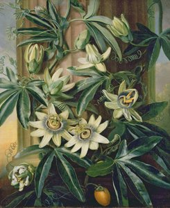 Sininen kärsimyskukka "Floran temppelille", Robert Thornton, 1800